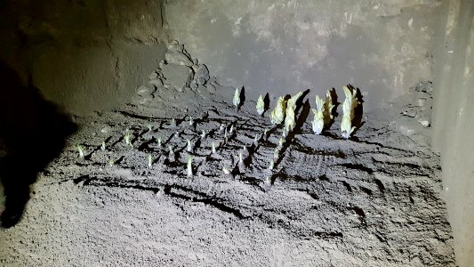 Maastricht-Noordelijk Gangenstelsel (19)