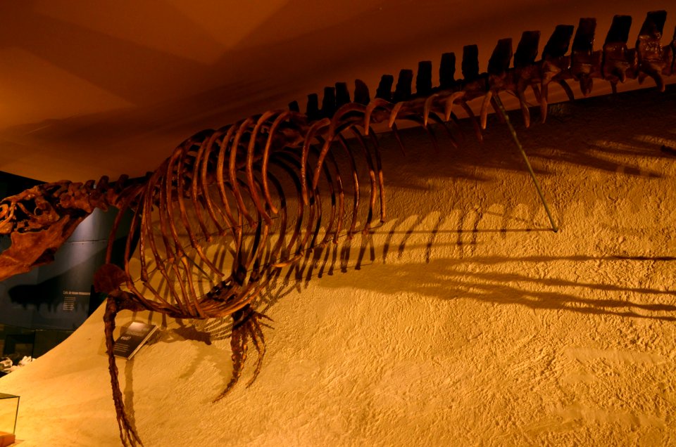 Maastricht Mosasaurus 26092015 13