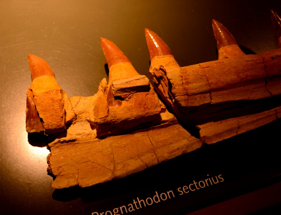 Maastricht Prognathodon 26092015 2