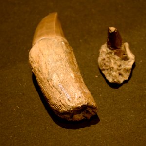 Maastricht Mosasaurus 26092015 06