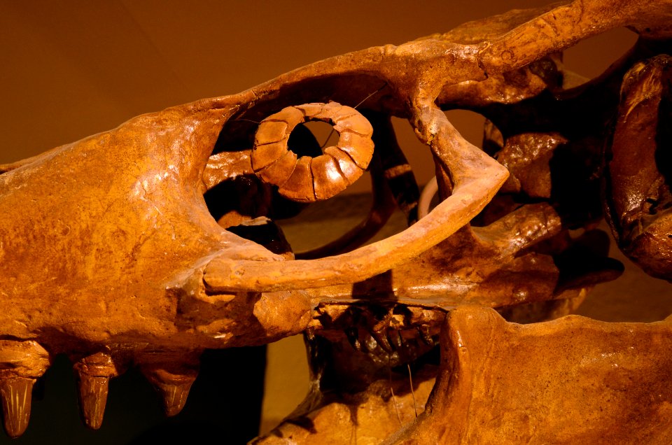 Maastricht Mosasaurus 26092015 08