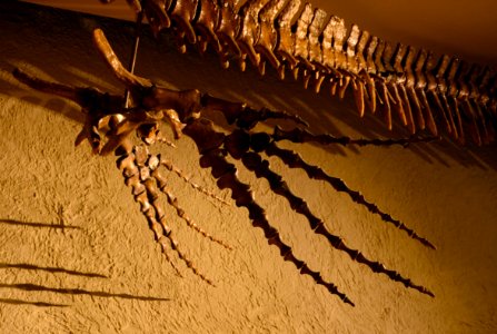 Maastricht Mosasaurus 26092015 11