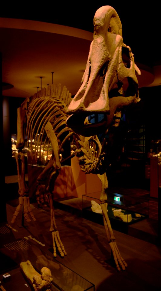 Maastricht Hadrosaurus 26092015 1