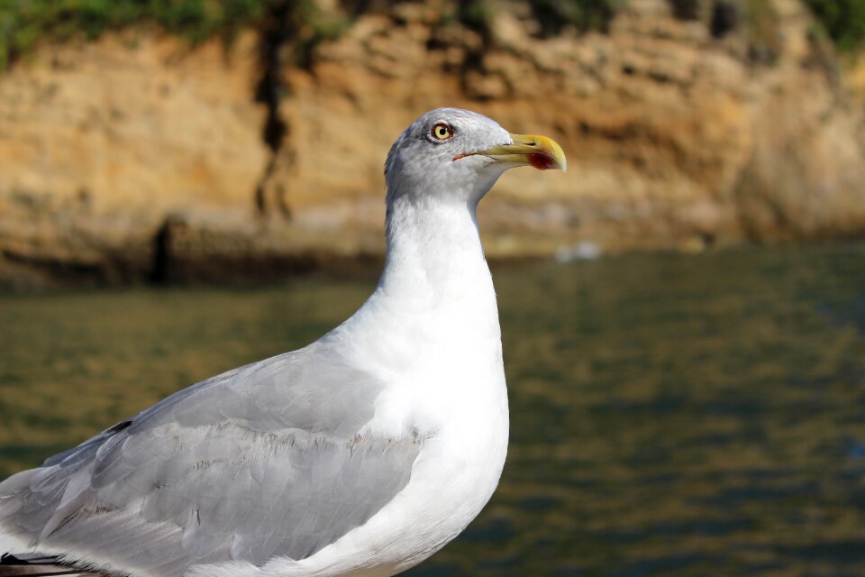 Sea seagull water bird