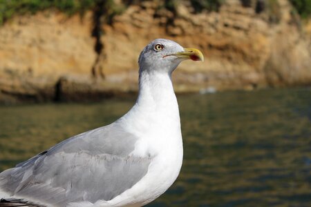Sea seagull water bird