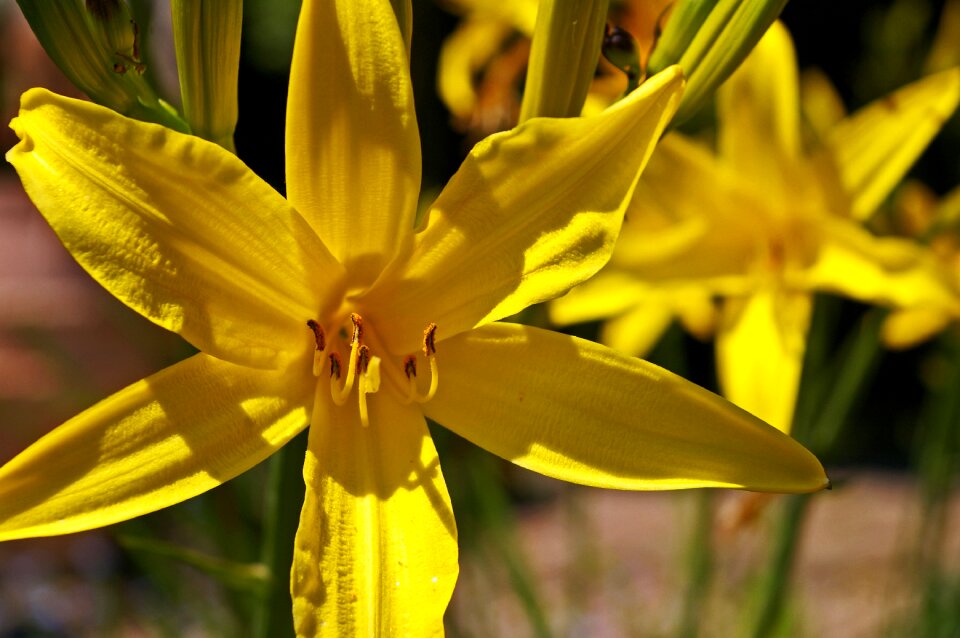 Garden yellow blossom