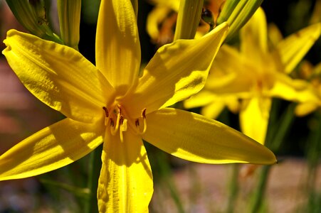 Garden yellow blossom