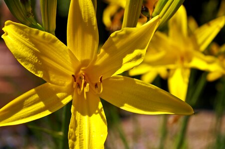 Garden yellow blossom photo