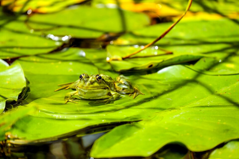 Animal green sitting