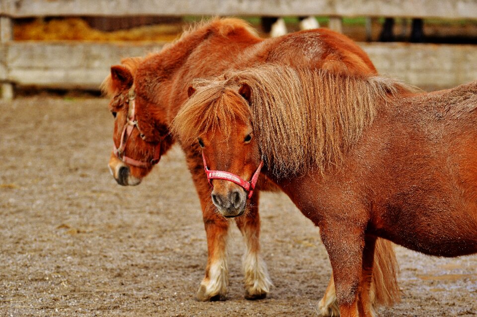 Hoofed animals good aiderbichl sanctuary