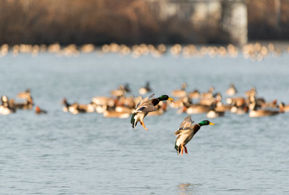 Wildlife outdoor wing