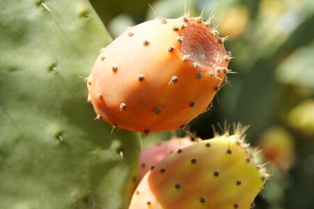 Sun prickly green