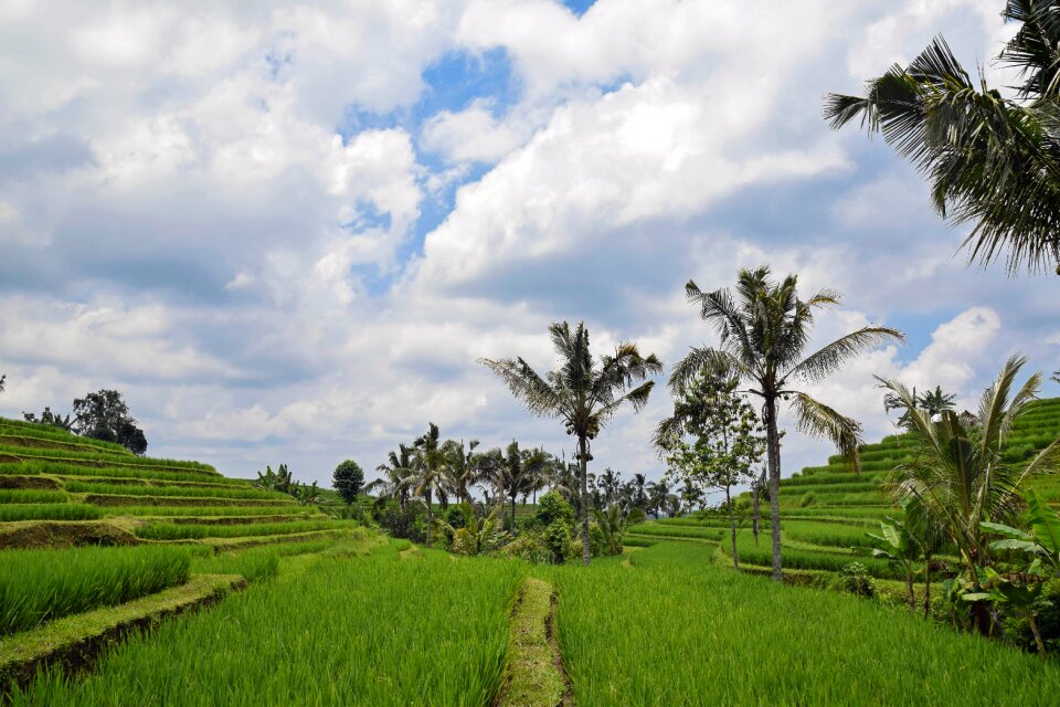 Rice terraces panorama landscape