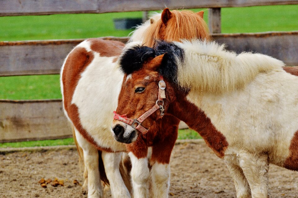 Hoofed animals good aiderbichl sanctuary