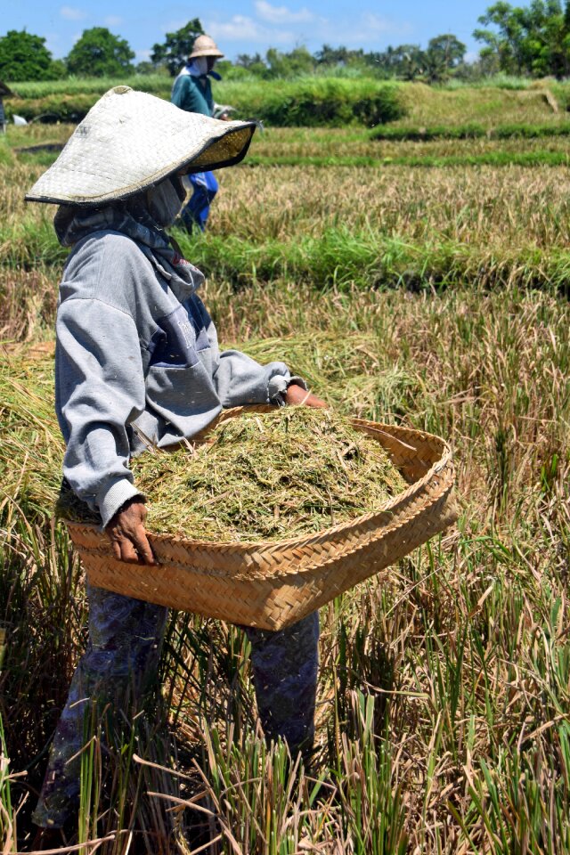 Rice fields harvest rice harvest