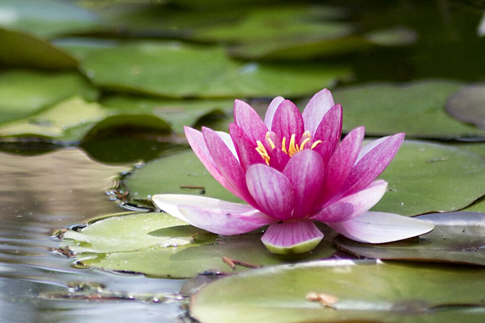 Aquatic plant blossom bloom