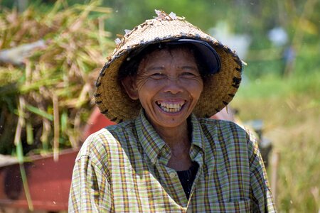 Rice fields harvest rice harvest