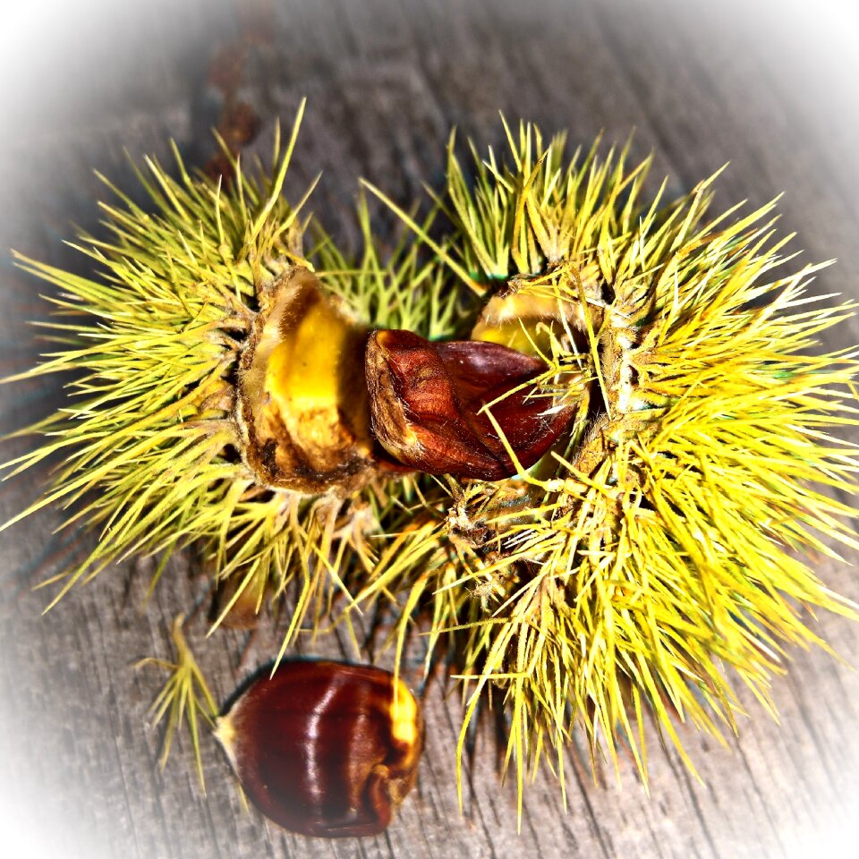 Small brown kernels nature autumn