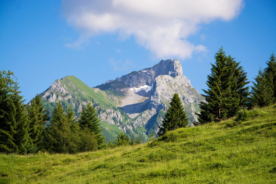 Mountain meadow trees alpine meadows