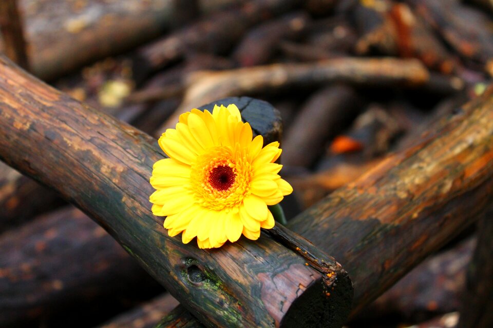 Flower blossom bloom photo