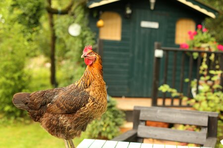 Close up cock farm