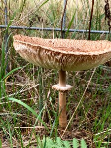 Macrolepiota procera 101326248