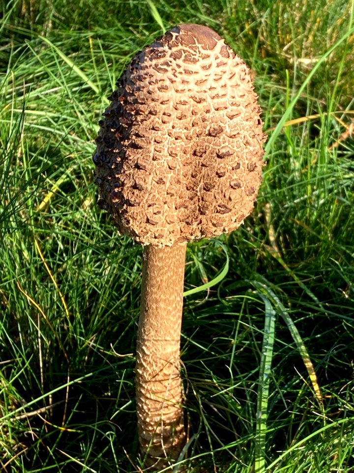 Macrolepiota procera 101728589