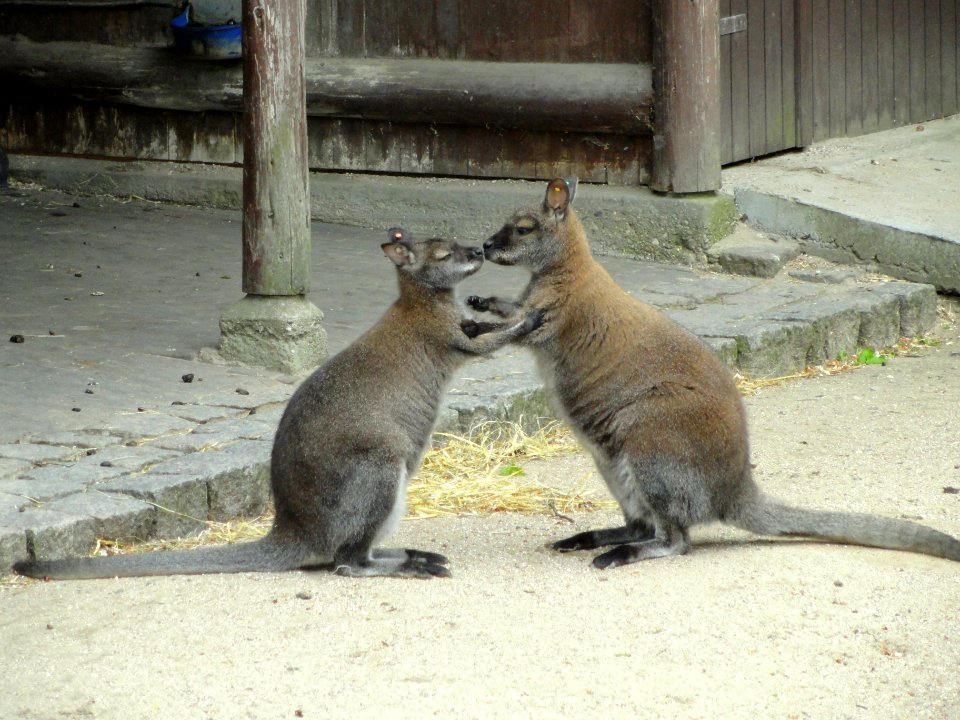 Macropus rufogriseus - Copenhagen Zoo - DSC08999