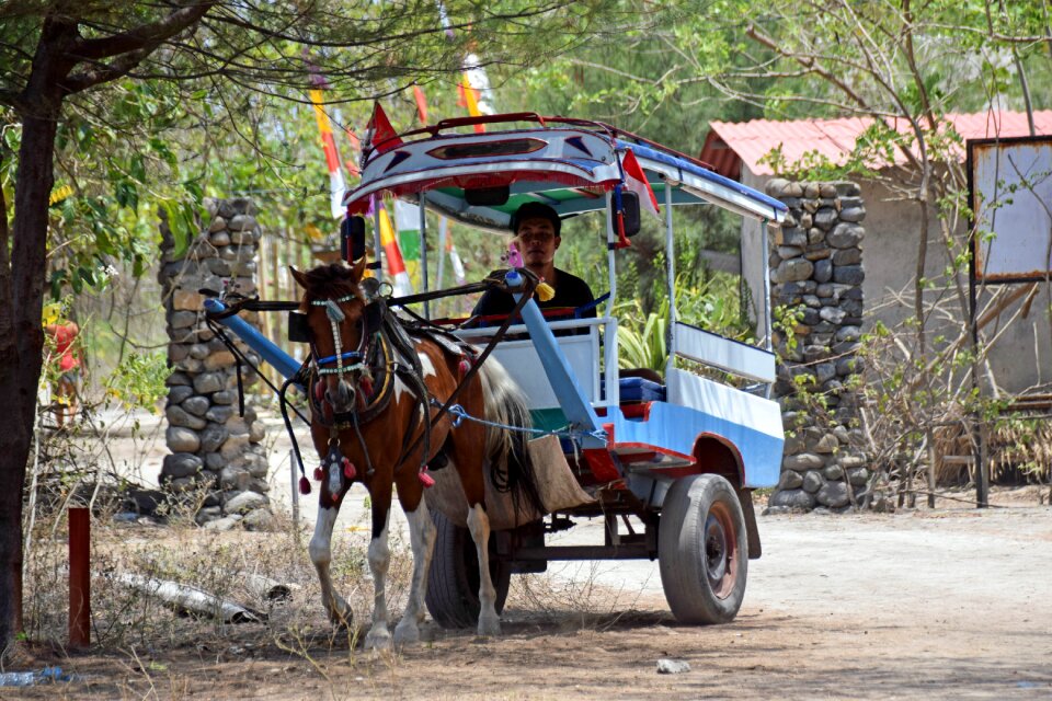 Sand road coach horse