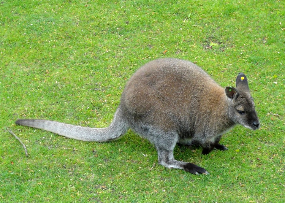Macropus rufogriseus - Copenhagen Zoo - DSC08990