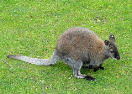 Macropus rufogriseus - Copenhagen Zoo - DSC08990