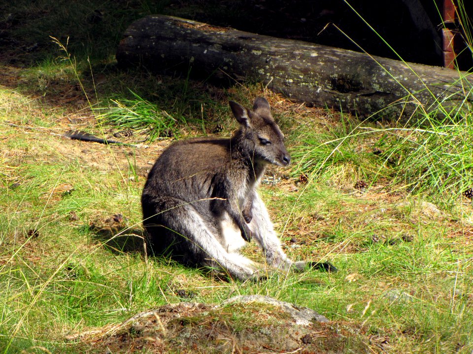 Macropus rufogriseus in Junsele