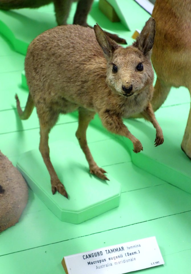 Macropus eugenii (female) - Museo Civico di Storia Naturale Giacomo Doria - Genoa, Italy - DSC02929