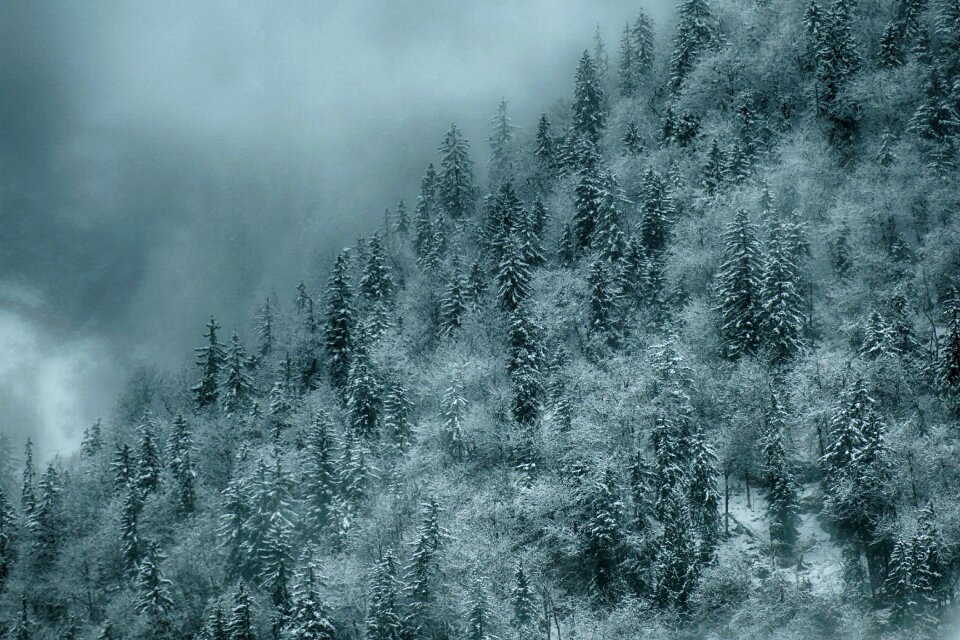 Firs snow wintry