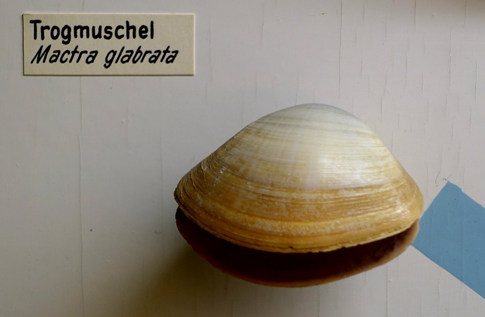 Mactra glabrata - Naturhistorisches Museum, Braunschweig, Germany - DSC05043