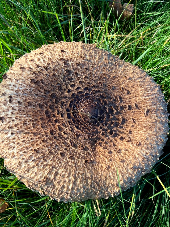 Macrolepiota procera 101728656