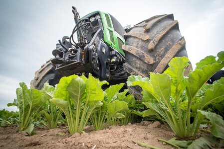 Arable beets field