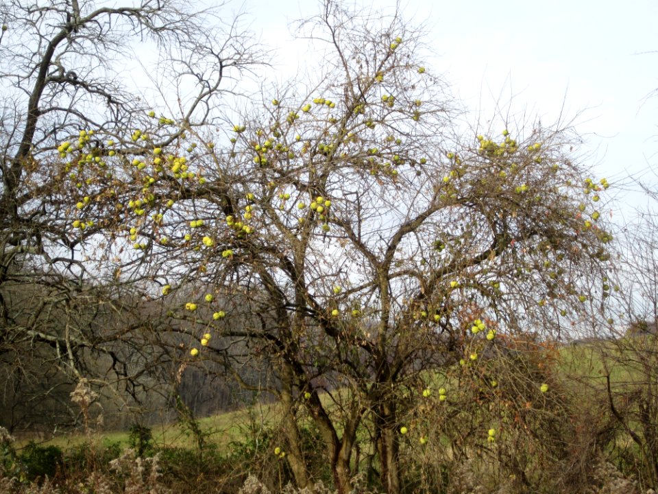 Maclura pomifera tree in fall