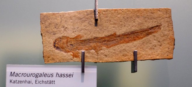 Macrourogaleus hassei - Museum fur Naturkunde, Berlin - DSC00034