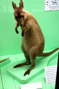 Macropus rufogriseus (male) - Museo Civico di Storia Naturale Giacomo Doria - Genoa, Italy - DSC02922