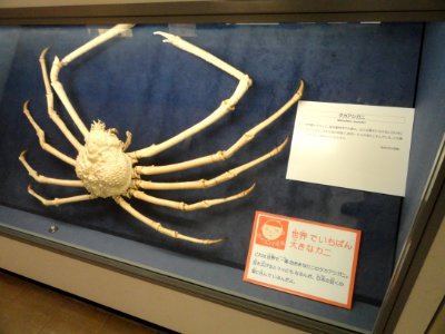 Macrocheira kaempferi - Osaka Museum of Natural History - DSC07830