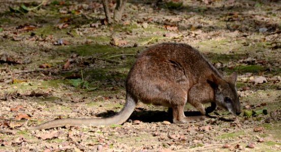 Macropus parma Parc des Oiseaux 21 10 2015 4