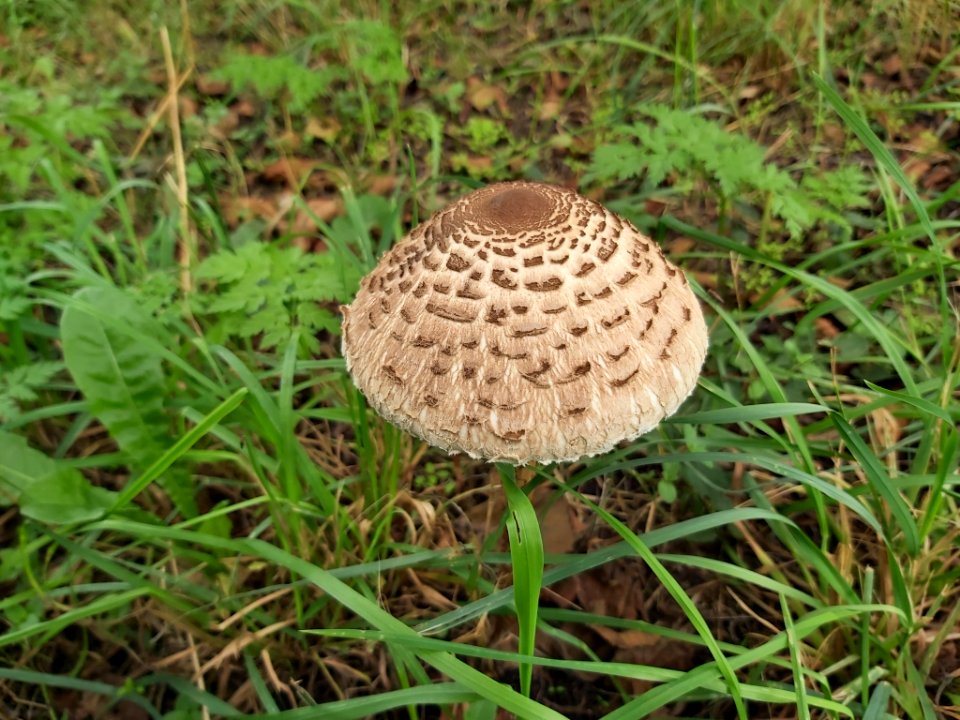 Macrolepiota procera 94588580