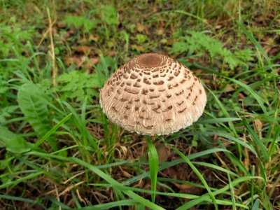 Macrolepiota procera 94588580