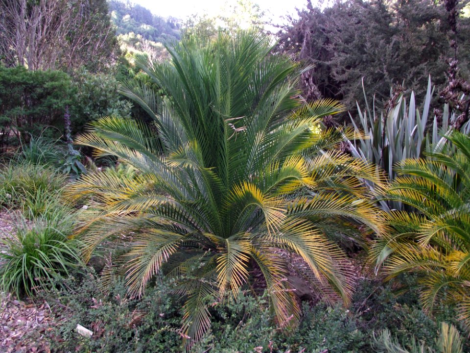 Macrozamia moorei 4