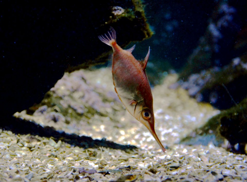 Macroramphosus scolopax Scheveningen Sea Life 15022016 2