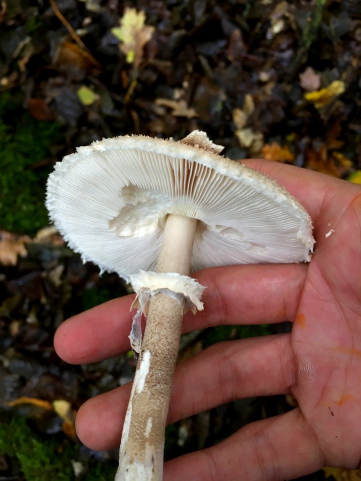 Macrolepiota procera 99034219