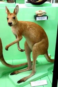 Macropus antilopinus (male) - Museo Civico di Storia Naturale Giacomo Doria - Genoa, Italy - DSC02916