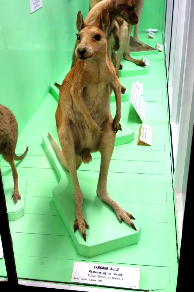 Macropus agilis - Museo Civico di Storia Naturale Giacomo Doria - Genoa, Italy - DSC02925