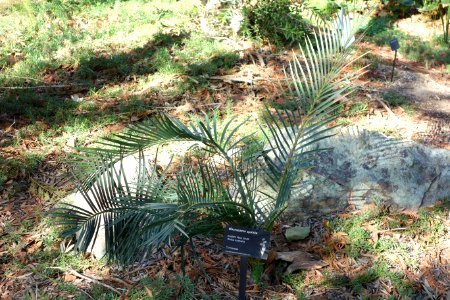 Macrozamia spiralis - Leaning Pine Arboretum - DSC05786